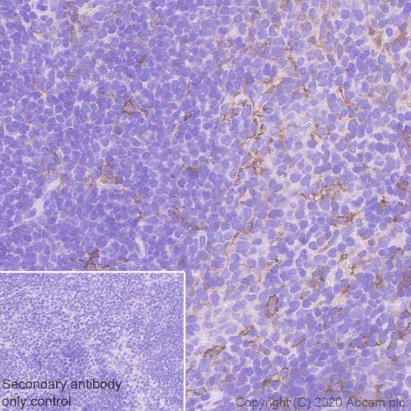 Immunohistochemistry (Formalin/PFA-fixed paraffin-embedded sections) - Anti-CSF-1-R antibody [EPR23529-26] (AB254357), expandable thumbnail