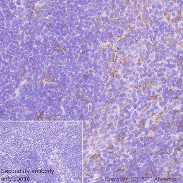 Immunohistochemistry (Formalin/PFA-fixed paraffin-embedded sections) - Anti-CSF-1-R antibody [EPR23529-26] (AB254357)