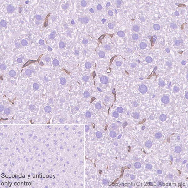 Immunohistochemistry (Formalin/PFA-fixed paraffin-embedded sections) - Anti-CSF-1-R antibody [EPR23529-26] (AB254357), expandable thumbnail