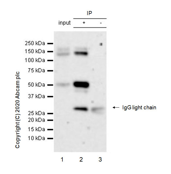 Immunoprecipitation - Anti-CSF-1-R antibody [EPR23529-26] (AB254357), expandable thumbnail