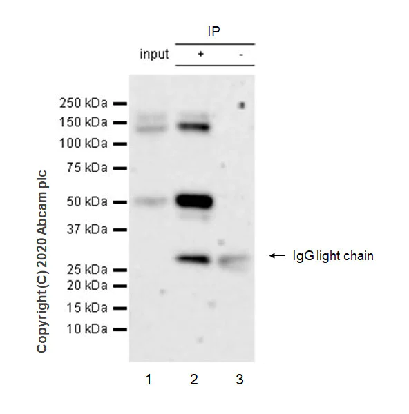 Immunoprecipitation - Anti-CSF-1-R antibody [EPR23529-26] (AB254357)