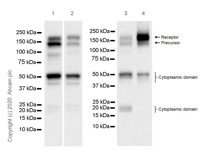 Western blot - Anti-CSF-1-R antibody [EPR23529-26] (AB254357), expandable thumbnail