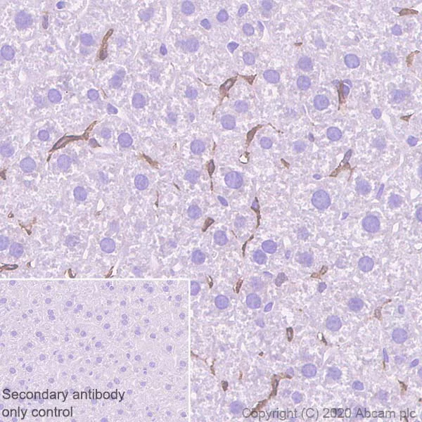 Immunohistochemistry (Formalin/PFA-fixed paraffin-embedded sections) - Anti-CSF-1-R antibody [EPR23529-26] - BSA and Azide free (AB272049)