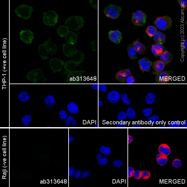 Immunocytochemistry/ Immunofluorescence - Anti-CSF-1-R antibody [EPR28407-22] - BSA and Azide free (AB313649)