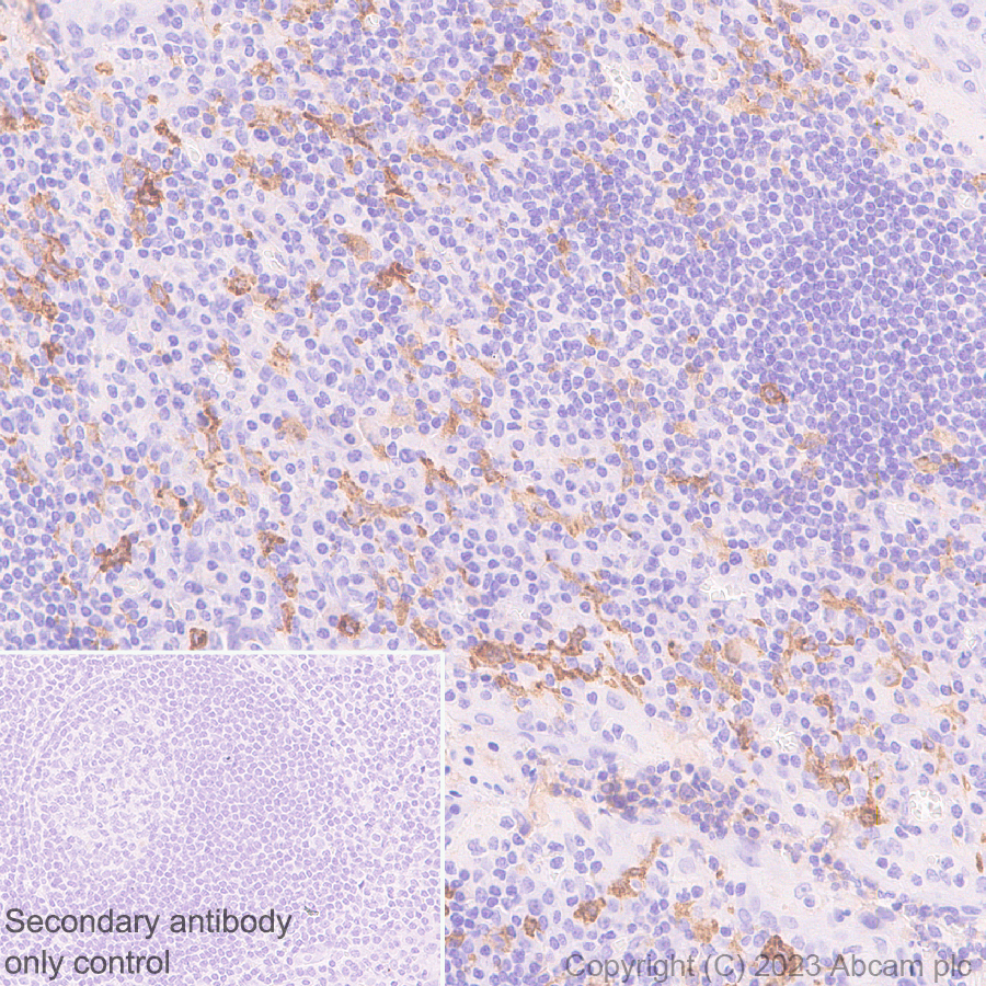 Immunohistochemistry (Formalin/PFA-fixed paraffin-embedded sections) - Anti-CSF-1-R antibody [EPR28407-22] - BSA and Azide free (ab313649), expandable thumbnail