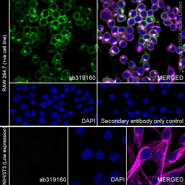 Immunocytochemistry/ Immunofluorescence - Anti-CSF-1-R antibody [EPR29702-379] (AB319160)