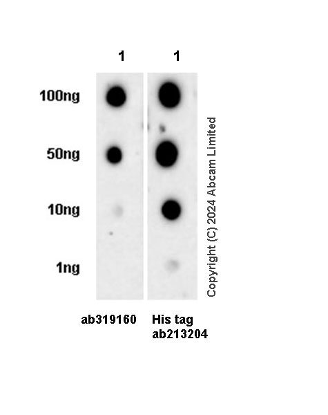 Dot Blot - Anti-CSF-1-R antibody [EPR29702-379] - BSA and Azide free (AB319161), expandable thumbnail