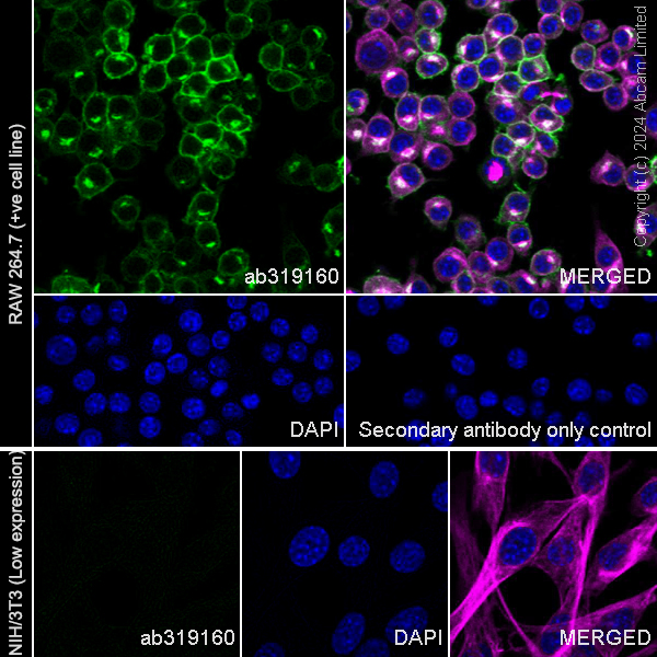 Immunocytochemistry/ Immunofluorescence - Anti-CSF-1-R antibody [EPR29702-379] - BSA and Azide free (AB319161), expandable thumbnail