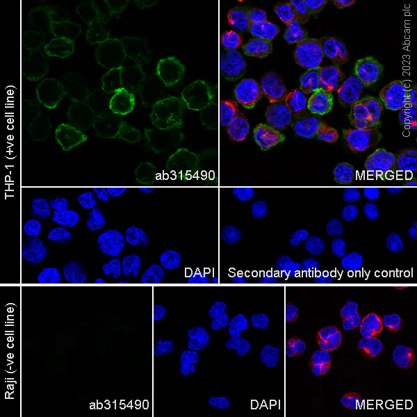 Immunocytochemistry/ Immunofluorescence - Anti-CSF-1-R antibody [RM2042] (AB315490)