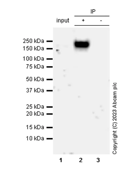 Immunoprecipitation - Anti-CSF-1-R antibody [RM2042] (AB315490)