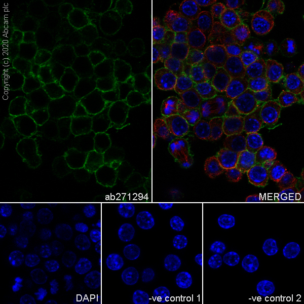 Immunocytochemistry/ Immunofluorescence - Anti-CSF-1-R antibody [YEYE311] (AB271294), expandable thumbnail