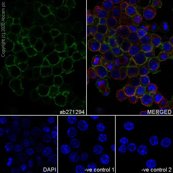 Immunocytochemistry/ Immunofluorescence - Anti-CSF-1-R antibody [YEYE311] (AB271294)