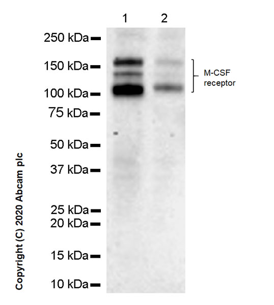 Western blot - Anti-CSF-1-R antibody [YEYE311] (AB271294), expandable thumbnail