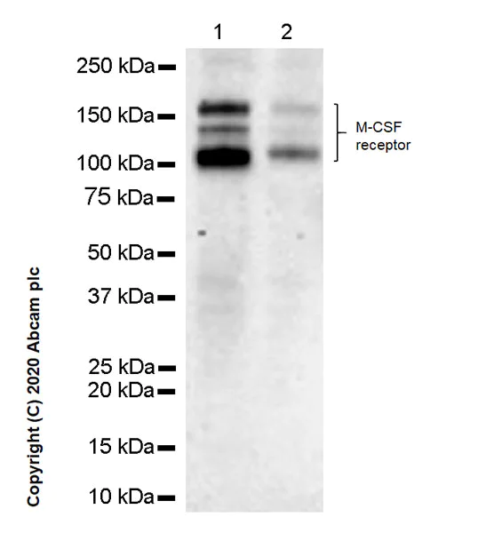 Western blot - Anti-CSF-1-R antibody [YEYE311] (AB271294)
