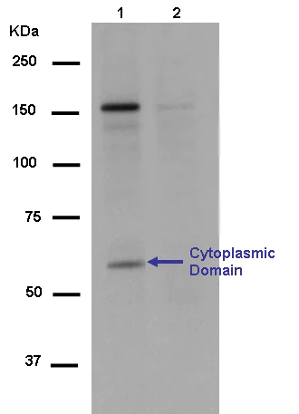 Western blot - Anti-CSF-1-R (phospho Y561) antibody [EPR12199] - BSA and Azide free (AB250632)