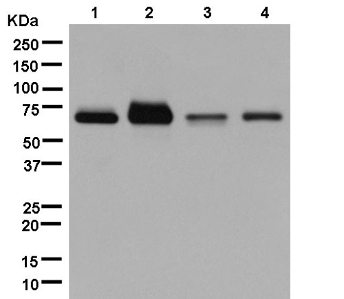 Western blot - Anti-CSGALNACT2 antibody [EPR13670] - BSA and Azide free (AB250463), expandable thumbnail
