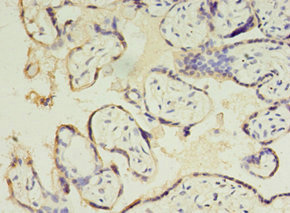 Immunohistochemistry (Formalin/PFA-fixed paraffin-embedded sections) - Anti-CSHL1/CSL antibody (AB234987)