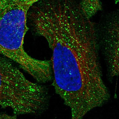 Immunocytochemistry/ Immunofluorescence - Anti-CSK antibody (AB244414)