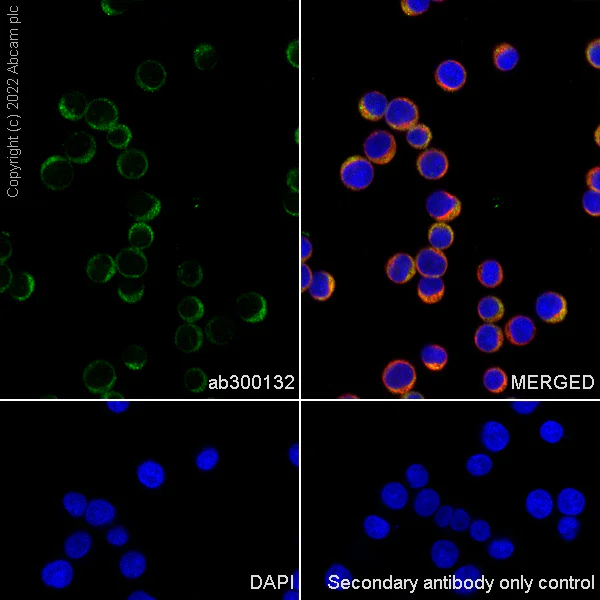 Immunocytochemistry - Anti-CSK antibody [EPR24673-97] (BSA and Azide free) (AB300133)