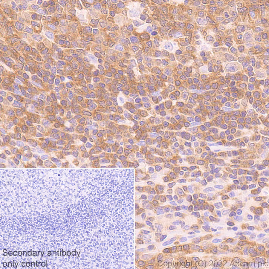 Immunohistochemistry (Formalin/PFA-fixed paraffin-embedded sections) - Anti-CSK antibody [EPR24673-97] (BSA and Azide free) (ab300133), expandable thumbnail