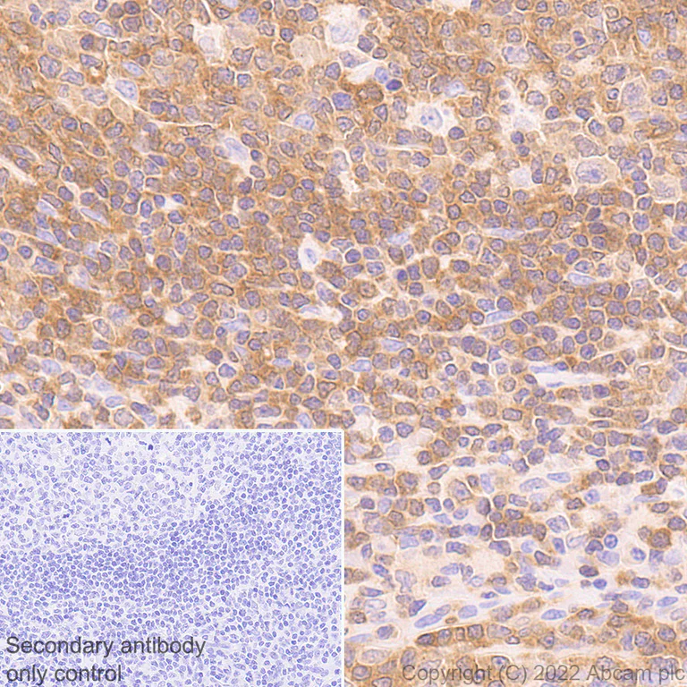 Immunohistochemistry (Formalin/PFA-fixed paraffin-embedded sections) - Anti-CSK antibody [EPR24673-97] (BSA and Azide free) (AB300133)