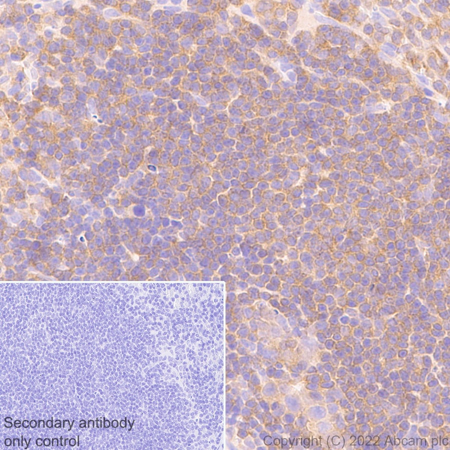 Immunohistochemistry (Formalin/PFA-fixed paraffin-embedded sections) - Anti-CSK antibody [EPR24673-97] (BSA and Azide free) (ab300133), expandable thumbnail