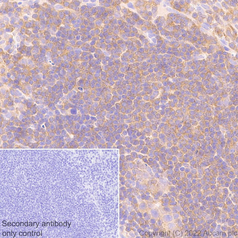 Immunohistochemistry (Formalin/PFA-fixed paraffin-embedded sections) - Anti-CSK antibody [EPR24673-97] (BSA and Azide free) (AB300133)