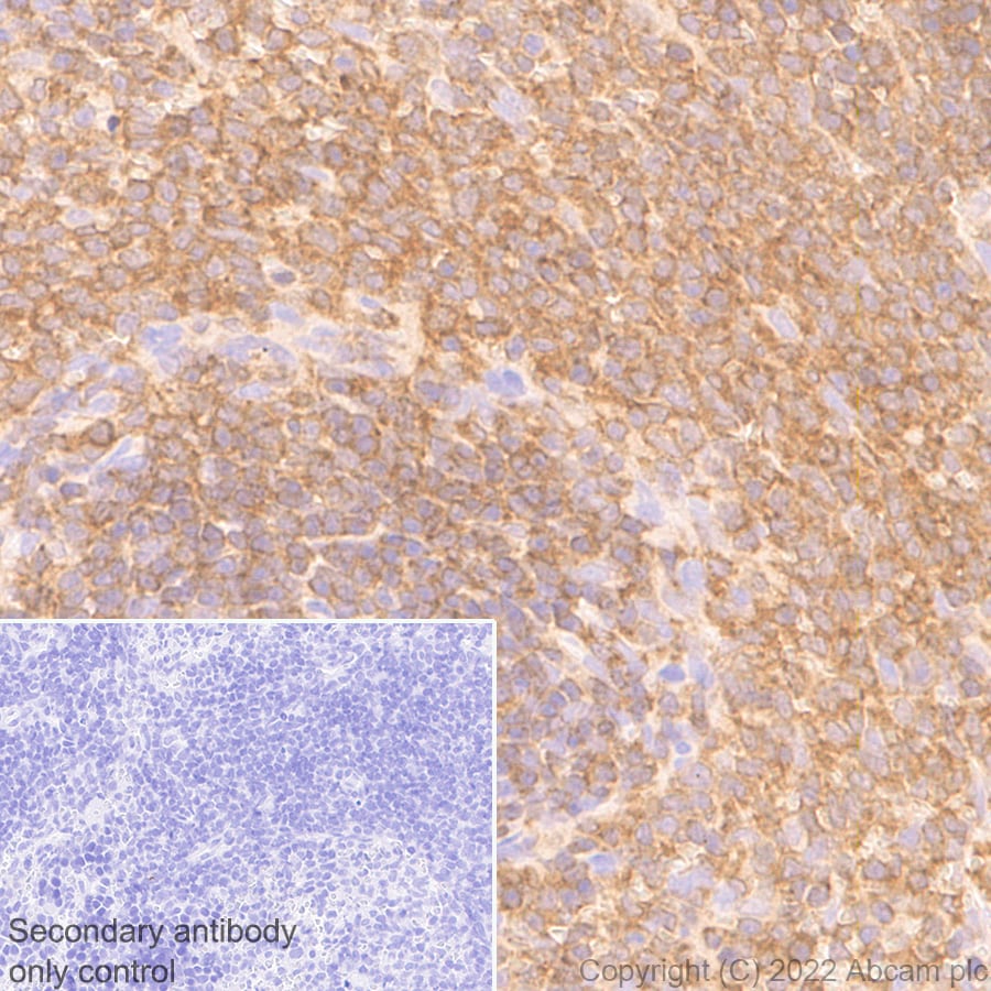 Immunohistochemistry (Formalin/PFA-fixed paraffin-embedded sections) - Anti-CSK antibody [EPR24673-97] (BSA and Azide free) (ab300133), expandable thumbnail