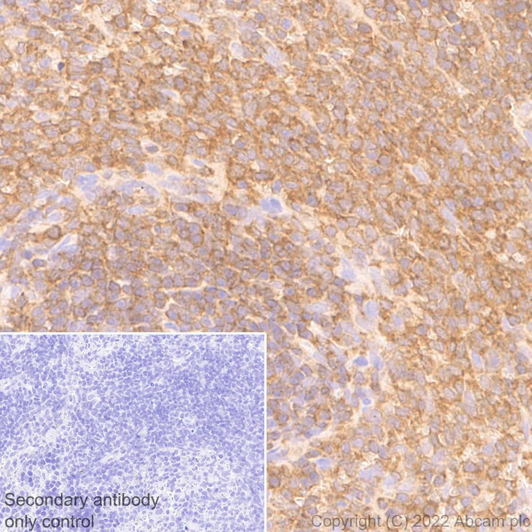 Immunohistochemistry (Formalin/PFA-fixed paraffin-embedded sections) - Anti-CSK antibody [EPR24673-97] (BSA and Azide free) (AB300133)