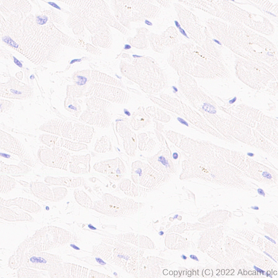 Immunohistochemistry (Formalin/PFA-fixed paraffin-embedded sections) - Anti-CSK antibody [EPR24673-97] (BSA and Azide free) (AB300133), expandable thumbnail