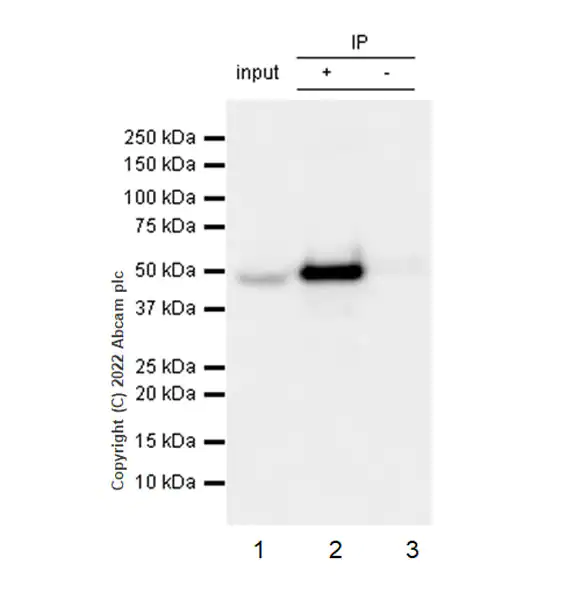 Immunoprecipitation - Anti-CSK antibody [EPR24673-97] (BSA and Azide free) (ab300133), expandable thumbnail