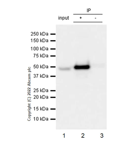 Immunoprecipitation - Anti-CSK antibody [EPR24673-97] (BSA and Azide free) (AB300133)
