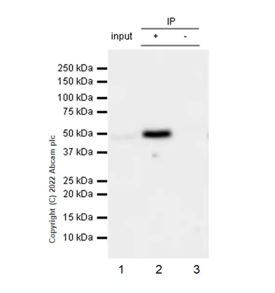 Immunoprecipitation - Anti-CSK antibody [EPR24673-97] (BSA and Azide free) (ab300133), expandable thumbnail
