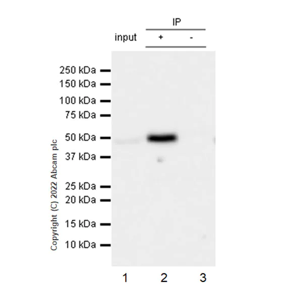 Immunoprecipitation - Anti-CSK antibody [EPR24673-97] (BSA and Azide free) (AB300133)
