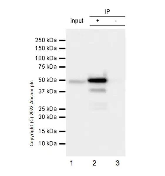 Immunoprecipitation - Anti-CSK antibody [EPR24673-97] (BSA and Azide free) (AB300133), expandable thumbnail