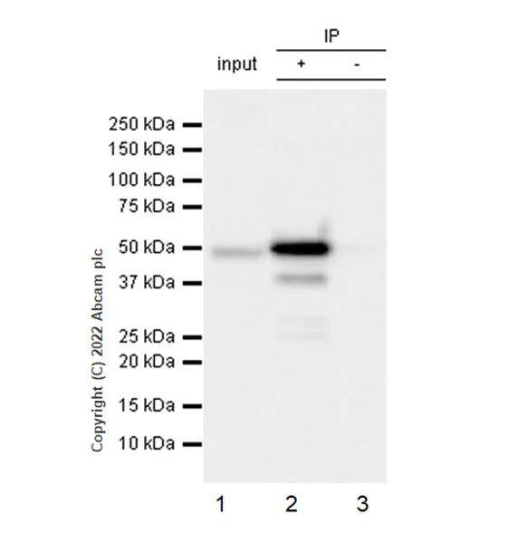 Immunoprecipitation - Anti-CSK antibody [EPR24673-97] (BSA and Azide free) (AB300133)