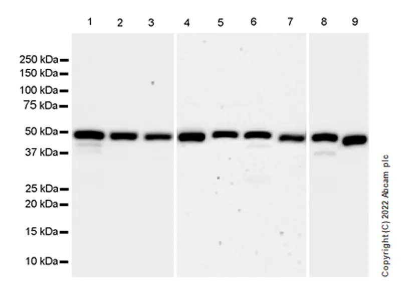 Western blot - Anti-CSK antibody [EPR24673-97] (BSA and Azide free) (ab300133), expandable thumbnail