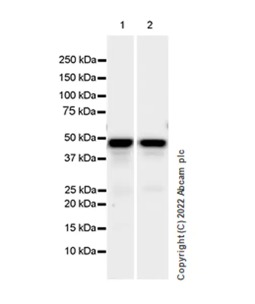 Western blot - Anti-CSK antibody [EPR24673-97] (BSA and Azide free) (ab300133), expandable thumbnail