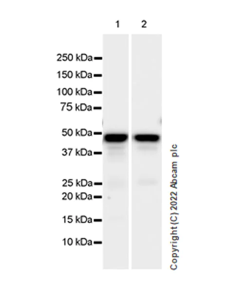 Western blot - Anti-CSK antibody [EPR24673-97] (BSA and Azide free) (AB300133)