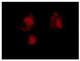 Immunocytochemistry/ Immunofluorescence - Anti-CSL4 antibody [EPR13525] - BSA and Azide free (AB250393)