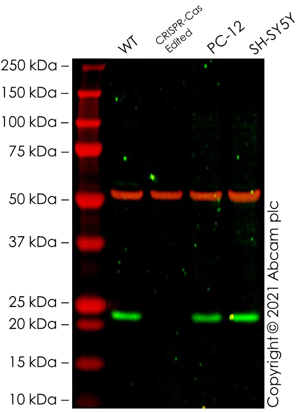 Western blot - Anti-CSL4 antibody [EPR13525] - BSA and Azide free (AB250393)