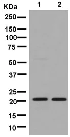 Western blot - Anti-CSL4 antibody [EPR13526] - BSA and Azide free (AB250355)