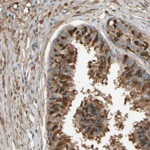 Immunohistochemistry (Formalin/PFA-fixed paraffin-embedded sections) - Anti-CSMD2 antibody (AB121288)
