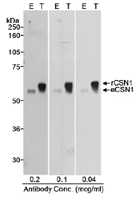 Western blot - Anti-CSN1 antibody (AB10413)