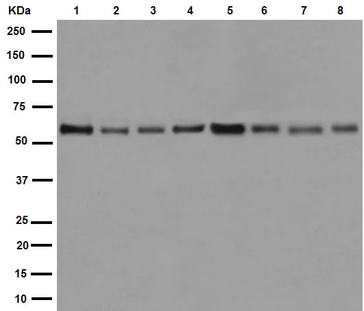 Western blot - Anti-CSN1 antibody [EP15642-22] (AB194359)