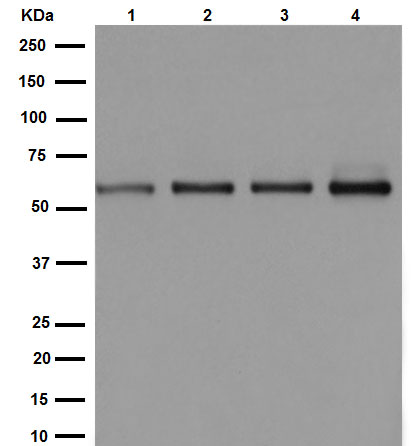 Western blot - Anti-CSN1 antibody [EP15642-22] (AB194359)