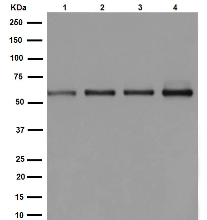 Western blot - Anti-CSN1 antibody [EP15642-22] - BSA and Azide free (AB284850)