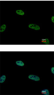 Immunocytochemistry/ Immunofluorescence - Anti-CSN2 antibody (AB155774)