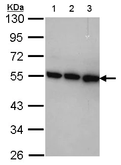 Western blot - Anti-CSN2 antibody (AB155774)