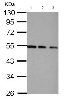 Western blot - Anti-CSN2 antibody (AB155920)